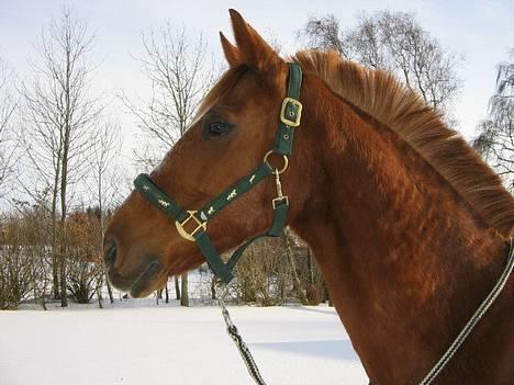 Traver Simon Langkjær - simon igen..ser han ikke bare sød ud 4/3-05 billede 8