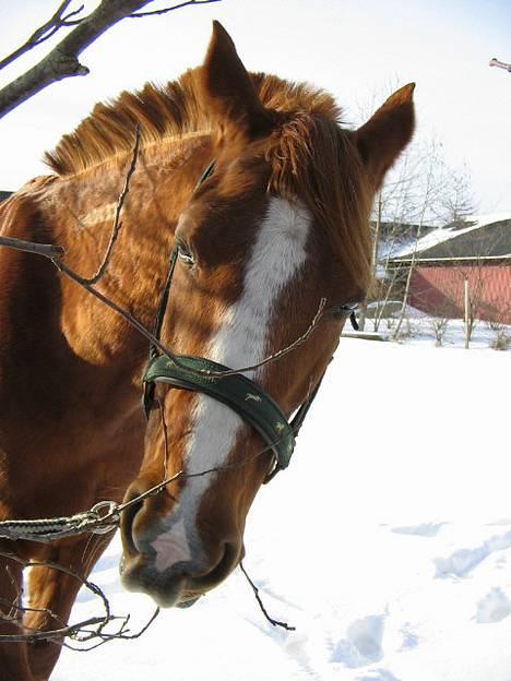 Traver Simon Langkjær - min lile hypper.. 4/3-05 billede 10