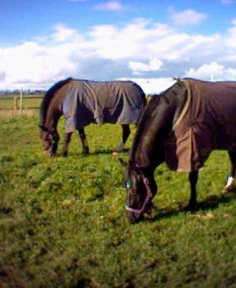 Dansk Varmblod Scarlet - Joy og scarlet på marken billede 7
