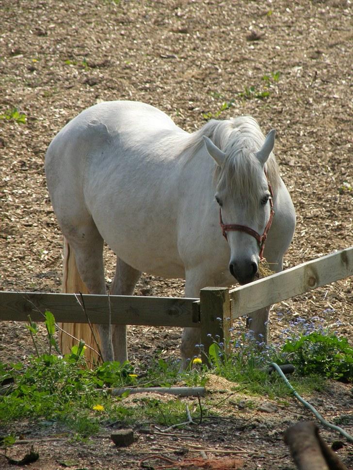 Connemara BAKKEDALS PRIMADONNA billede 4