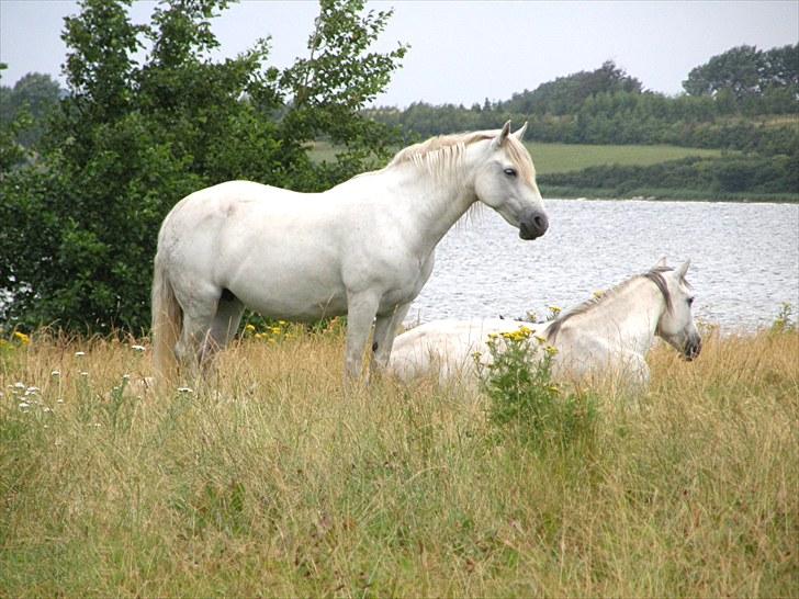 Connemara BAKKEDALS PRIMADONNA billede 7