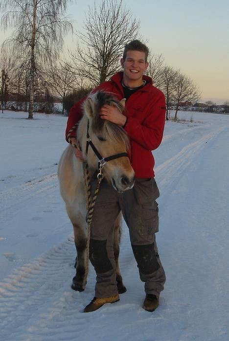 Fjordhest Bellámi (smuk ven) billede 2