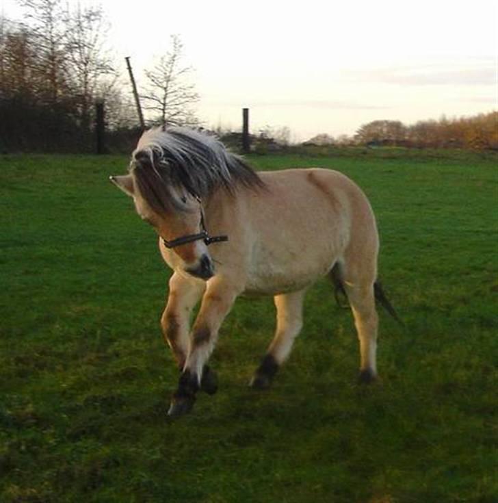 Fjordhest Bellámi (smuk ven) billede 3