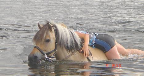 Fjordhest Bellámi (smuk ven) - hygge hygge billede 4