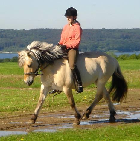 Fjordhest Bellámi (smuk ven) - God gang! billede 7