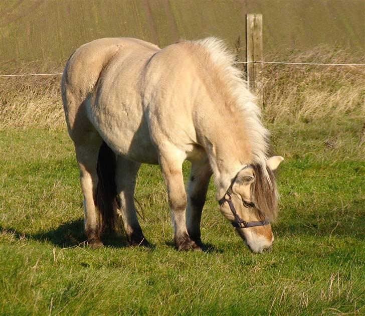 Fjordhest Bellámi (smuk ven) billede 8