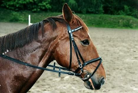 Traver Unique Møn *DØD 2/9-2008* billede 5