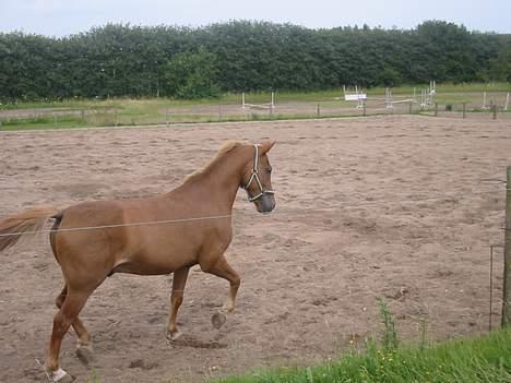 Welsh Pony (sec B) Martinique billede 4