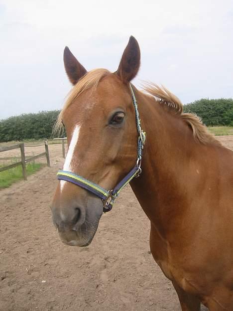 Welsh Pony (sec B) Martinique billede 8
