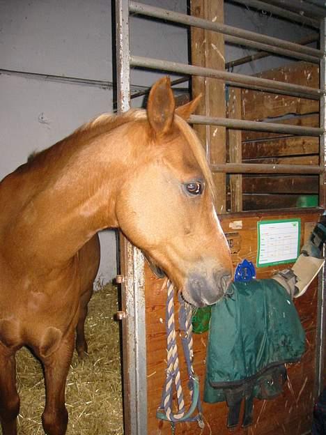 Welsh Pony (sec B) Martinique billede 3