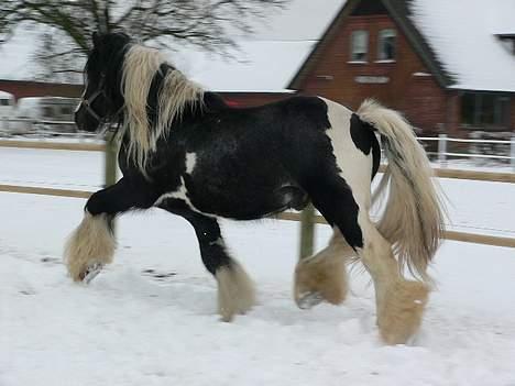 Tinker Lindholms Lemon - Så fin han er :D billede 7