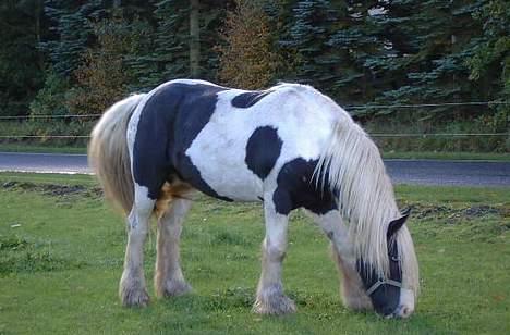 Tinker Linholms Blue mama billede 7