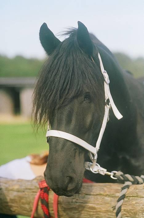 Frieser Dark fan der Wagner *DØD* billede 5
