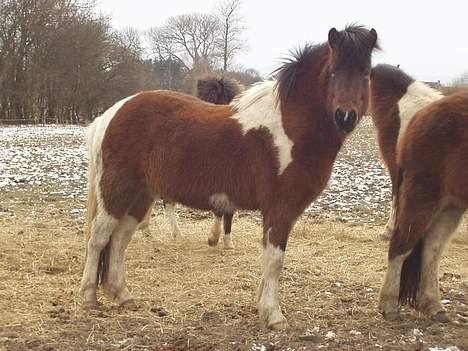 Islænder blær fra hesthuset ærø billede 4