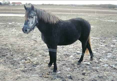 Anden særlig race Tulle - Tulle en vinterdag i febuar 2004..  billede 14