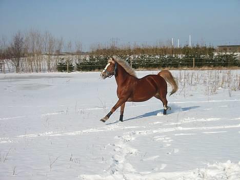 Anden særlig race Irish Magic - Fuld galop, bare der ud af;) billede 4