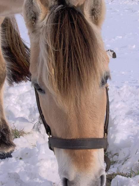 Fjordhest Møllehøjens Gitte - (død) billede 7