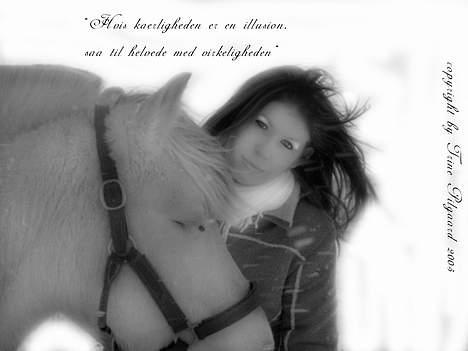 Fjordhest Møllehøjens Gitte - (død) billede 8