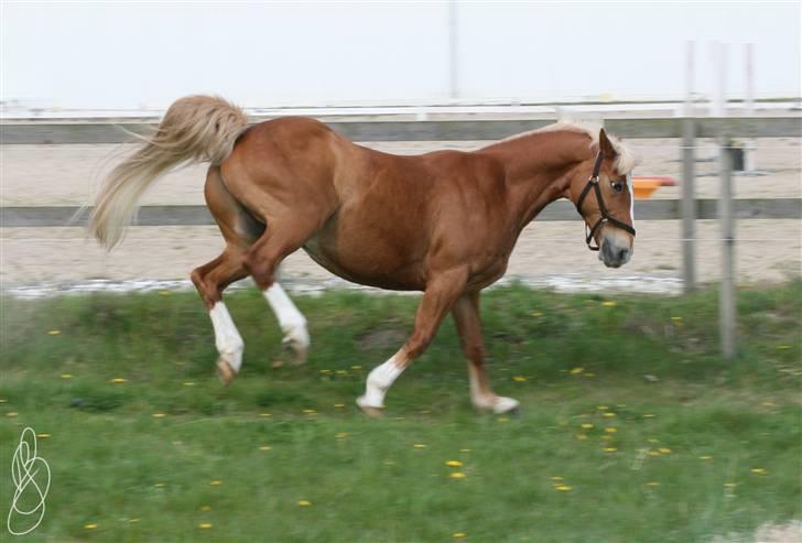 Anden særlig race Irish Magic - Taget af Bonnie Jensen(www.bjfoto.ridesiden.dk) billede 9