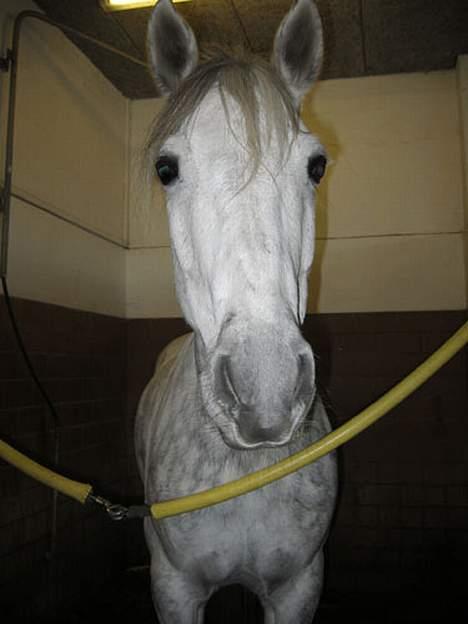 Connemara Elmely's Top Gun - Top Gun i sit elskede vandspiltov billede 3