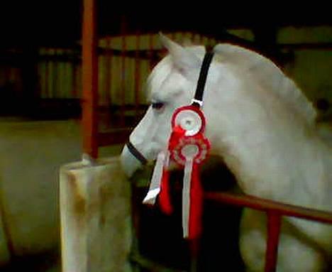 Anden særlig race Dunja -  Dunja efter vi er kommet hjem efter at havet spillet hestefodbold i Bedsted 12-06-05. hvor vi vandt alle kamperne og kom vider til DM i Odenese, hvor vi blev nr.4  ( taget med mobil)    billede 1