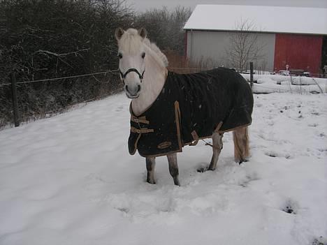 Anden særlig race Dunja - Dunja i sne i dag billede 2