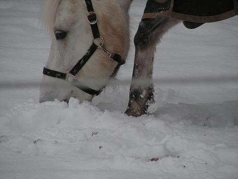 Anden særlig race Dunja -  Dunja er ved at spiser sne 29-12-05 billede 3