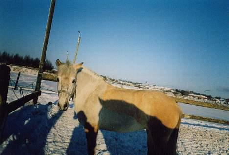 Anden særlig race Dunja - Et sne billede .. det er det første billeder jeg har af Dunja . det er tag i 2002 billede 6