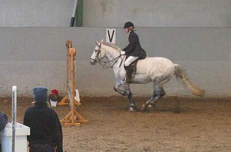 Connemara Elmely's Top Gun - Et af vores første stævner billede 8