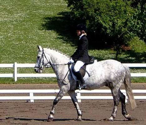 Connemara Elmely's Top Gun - Vores første dressur stævne, 3 år siden. billede 10