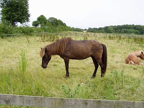 Islænder irpa billede 2