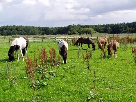 Islænder irpa - her står hun sammen med Michaels heste. og Nannas billede 4