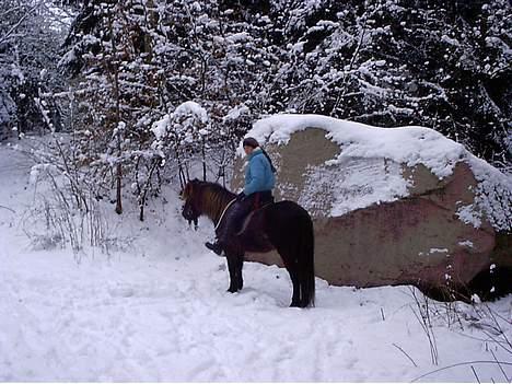 Islænder irpa billede 6