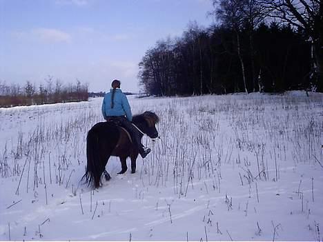 Islænder irpa - Irpa i dyb sne. billede 8