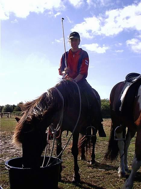 Islænder irpa - uhhh hun var tørstig efter en tur til stranden... billede 10