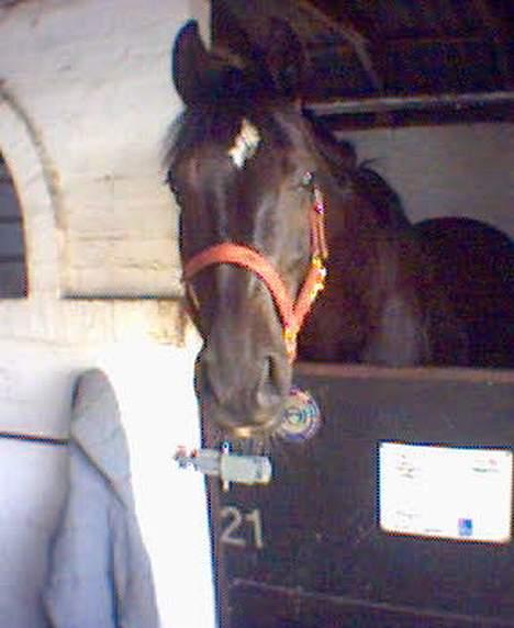 Dansk Varmblod Scarlet - Hvad laver du mor???  billede 3