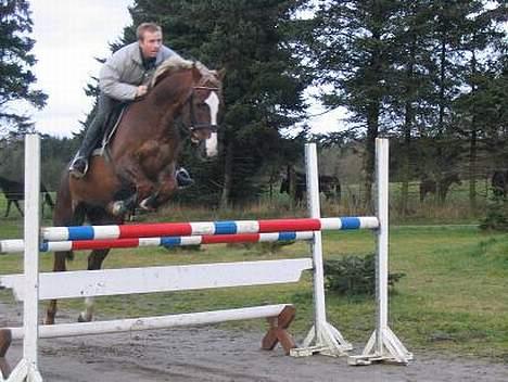 Hollandsk Varmblod Unexpected - Her er bassemand med Robin Grauff, ham jeg købte ham af! billede 1