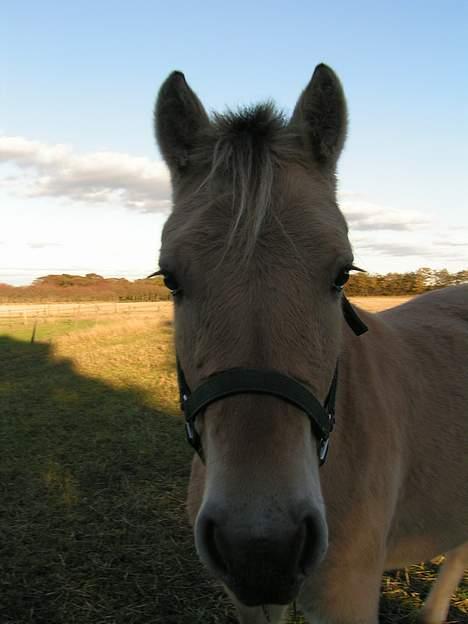 Fjordhest Freja (død) - Freja´s kønne hoved... billede 1