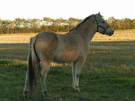 Fjordhest Freja (død) - Freja i sommers billede 2