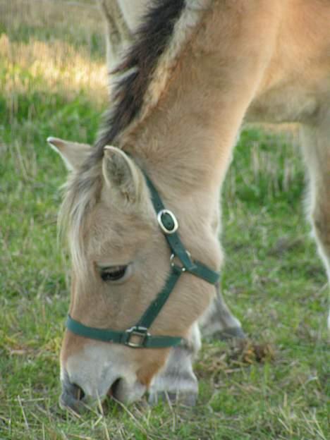 Fjordhest Freja (død) - det smager godt billede 3