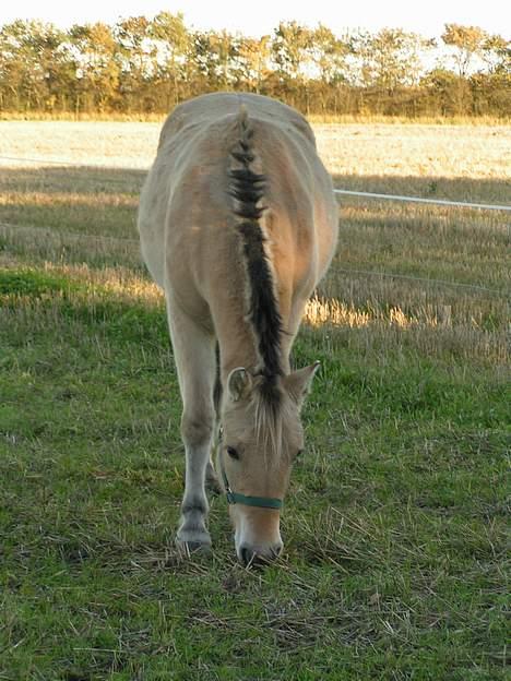 Fjordhest Freja (død) - igen igen billede 4