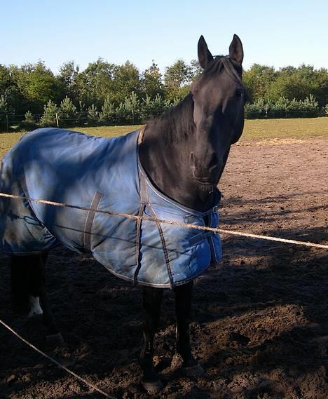 Anden særlig race Grande Benjamin O'nalli. - Kigger lige om der kommer nogle.. billede 3