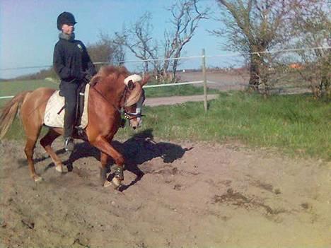 New Forest Casanova (SOLGT) billede 2