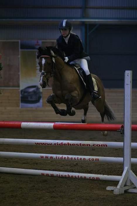 Dansk Varmblod Senta - mig og senta til lands i billund billede 9