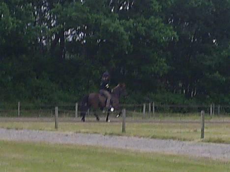 Islænder Svartur fra Tingvad - tølt til fyns. billede 4