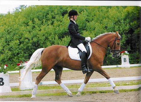 Anden særlig race Toscana - C-stævne i VRK. Juni 2005 billede 1