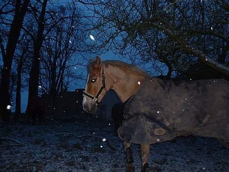 Anden særlig race Toscana - Toscana på mark i snevejr:D Vinter 2004 billede 2
