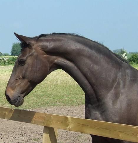 Dansk Varmblod Janni R.I.P. - Smukke Janni puster sig op :D Hoppe med stort H!  billede 1