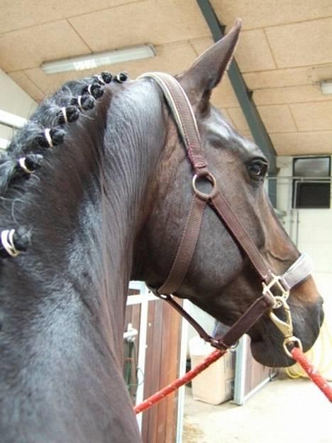 Dansk Varmblod Janni R.I.P. - Hendes smukke hoved billede 2