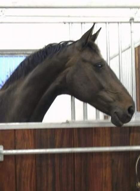 Dansk Varmblod Janni R.I.P. - Flotte Janni. Tror hun kigger efter maaaaad <3 billede 3